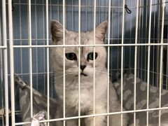 -喵的天空名猫咖啡馆·撸猫·猫舍·用品