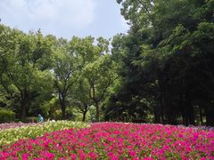 -上海共青森林公园