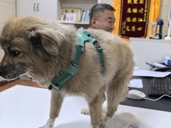 -北京观赏动物医院·24小时大型综合·猫专科·异宠专科