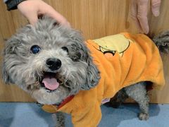 -瑞鹏宠物医院·爱宠堂·骨外专科(西荷分院)