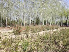 -森林公园(尖草坪区)