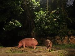 -夜间野生动物园