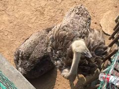 -西霞口神雕山野生动物世界