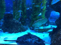 -芜湖新华联大白鲸海洋公园