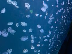 -太平洋海底世界