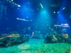 -海棠湾洲际-涛·海底餐厅·美人鱼·自助餐·海底隧道
