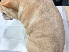 -美联众合动物医院(·中兽医·疑难杂症·严家桥分院)