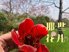 -海南霸王岭国家森林公园