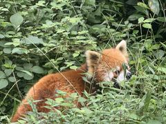 -都江堰中华大熊猫苑