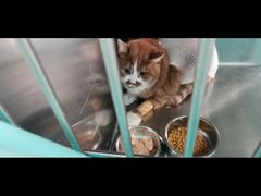 -瑞派宠物医院·24h·骨外科·皮肤科·全科宠物医疗转诊中心(沈阳浑南院)