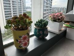 -双季花艺园艺市场(浦东店)