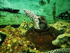 -泉州海丝野生动物世界