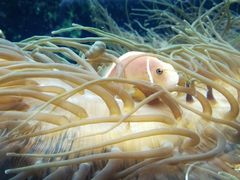 -悉尼海洋生物水族馆