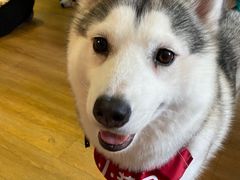 -Husky Go! 哈士奇体验馆·宠物咖啡厅狗咖