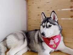 -Husky Go! 哈士奇体验馆·宠物咖啡厅狗咖