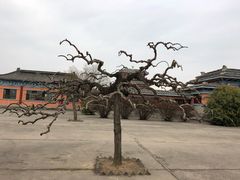 -洛阳古墓博物馆