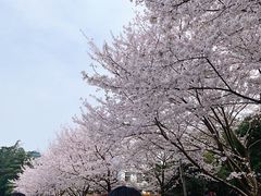 -武汉大学-樱园