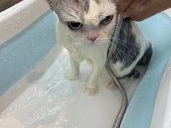 -PETKIT小佩宠物·低压洗护(国顺东路店)