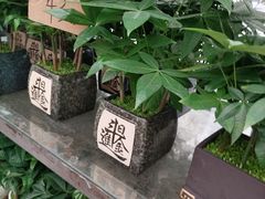 -龙大花卉苗木市场