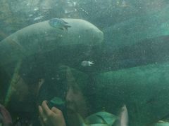 -悉尼海洋生物水族馆