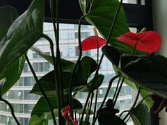 -七彩云南茶(七彩云南第壹城店)