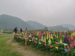 -径山花海