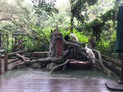 -野象谷景区