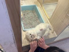 -屋虎猫馆(宝安大仟里店)
