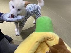 -逗柴咖啡屋·狗咖猫咖宠物桌游