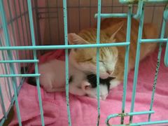 -瑞鹏宠物医院·骨科·猫科·内科(第一中心)