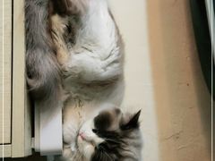 -猫色咖啡·猫咖
