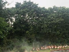 -广州长隆飞鸟乐园