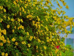 -国家植物园南园