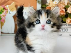 -小猫来了·猫舍(红山六九七九店)
