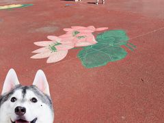 -莲花池公园