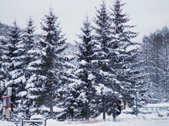 -横道河子东北虎林园