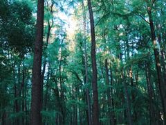 -上海共青森林公园