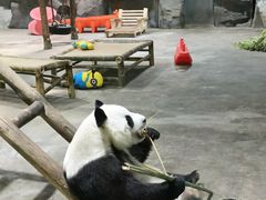 -栾川竹海野生动物园