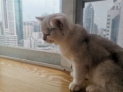-Heymao猫咖.咖啡厅(东门店)