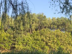 -大兴滨河森林公园