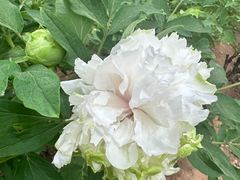 -洛阳市隋唐城遗址植物园
