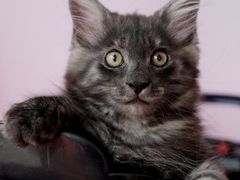 -翊宠yipet猫狗购宠庄园犬舍•猫舍