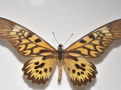 -上海昆虫博物馆