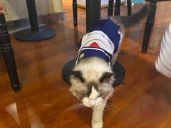 -猫小院猫主题咖啡厅(北锣店)