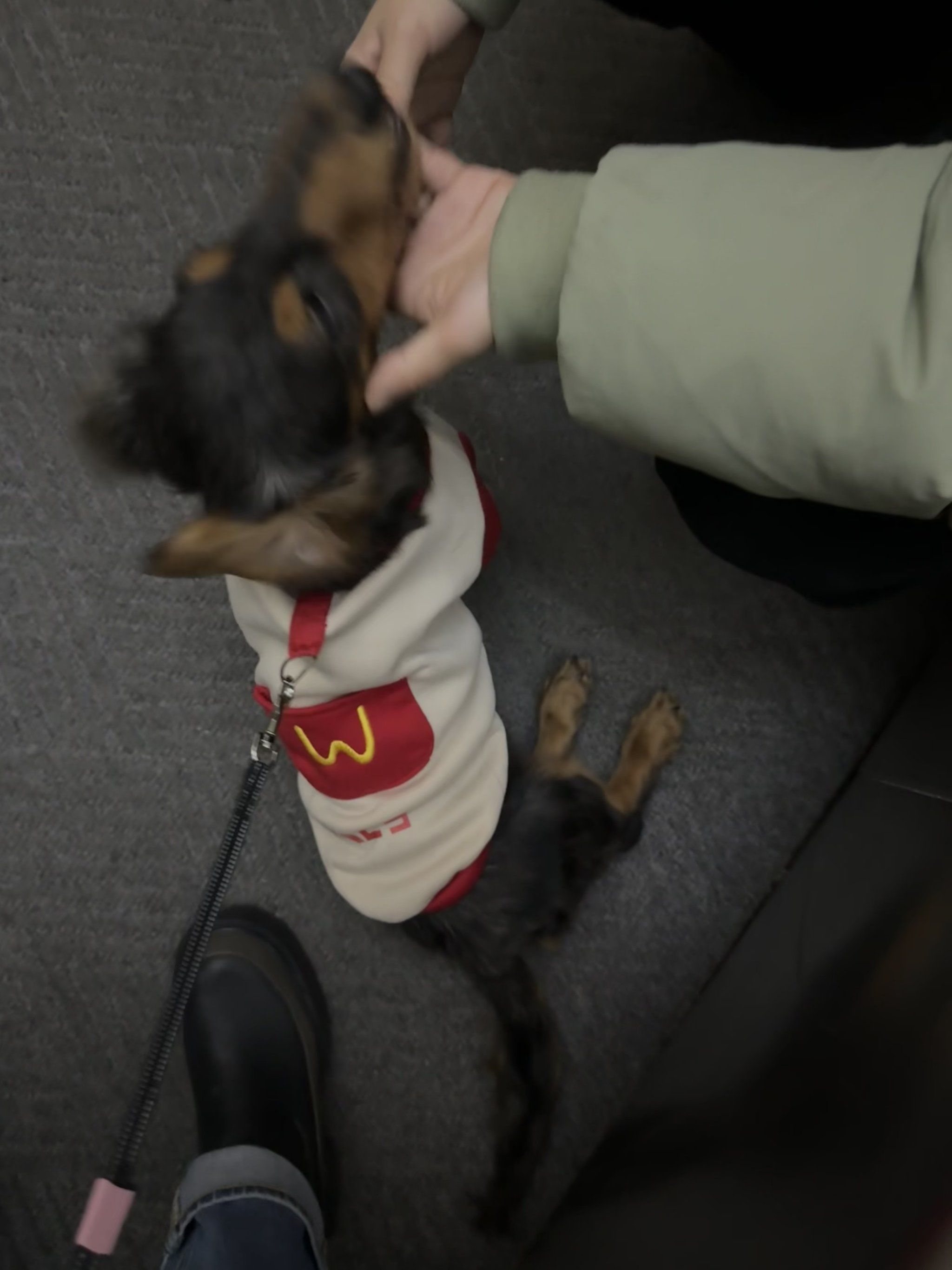 麦当劳小狗🐶#腊肠犬#迷你短毛腊肠犬