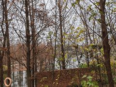 -白鹭湾湿地公园