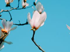 -顾村公园