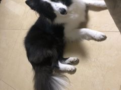 -美联众合动物医院·24h京西诊疗中心