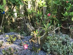-中国科学院西双版纳热带植物园