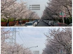 -高东镇樱花园